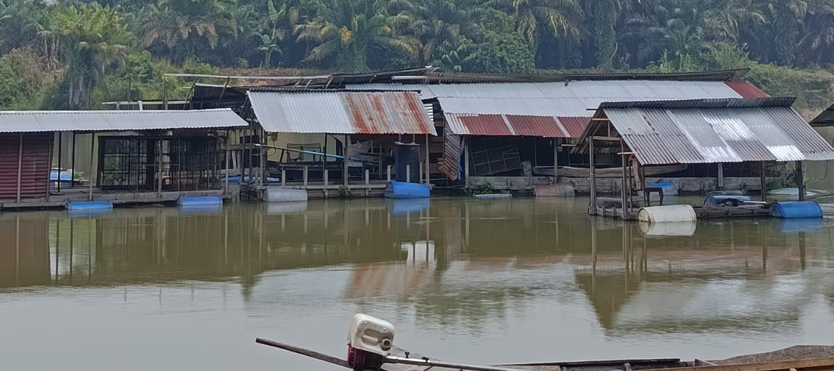 Budidaya Ikan Tapa Di Kerambah Apung
