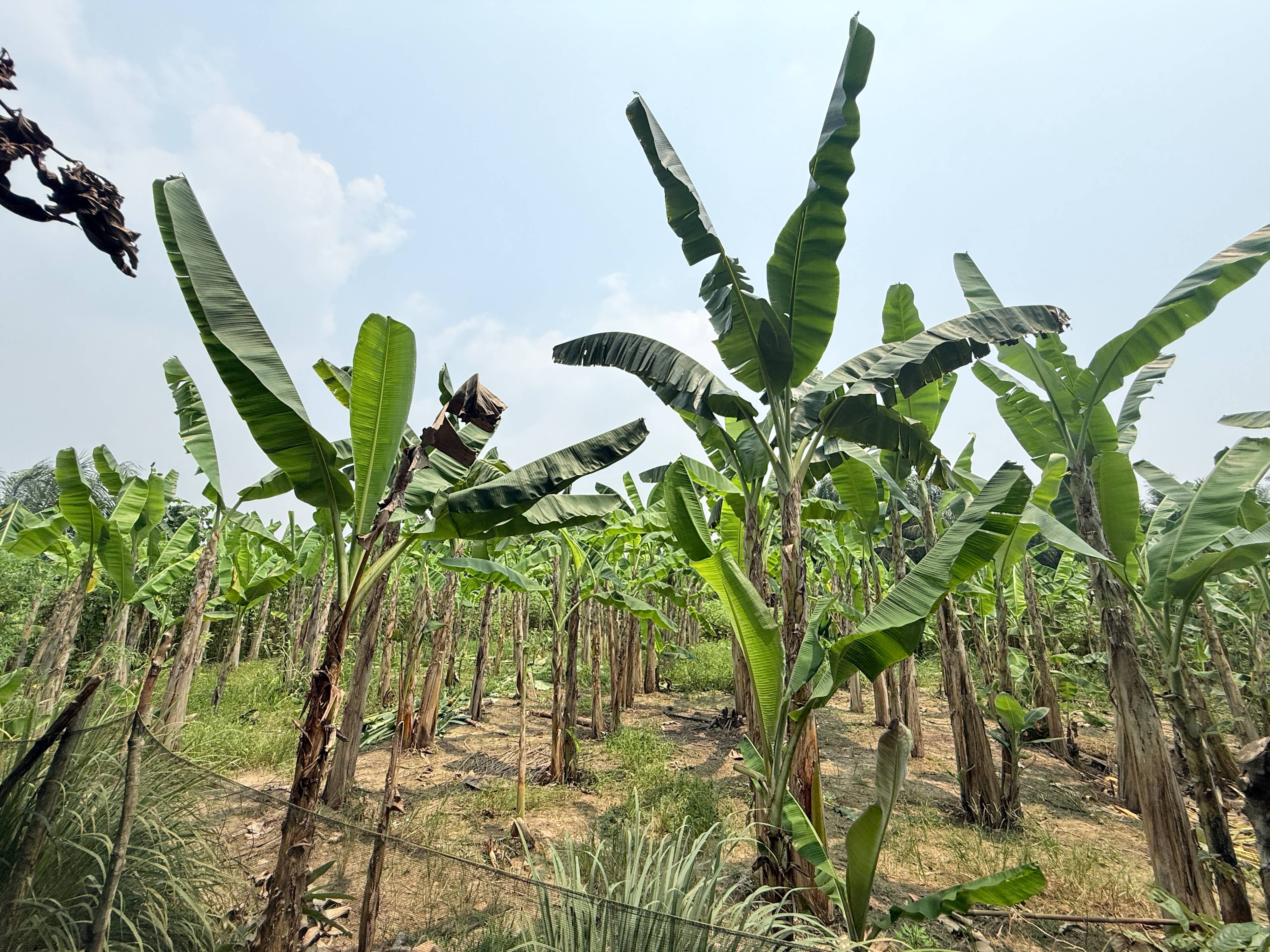 Daun Pisang